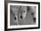 Wolves Three B&W-Gordon Semmens-Framed Photographic Print