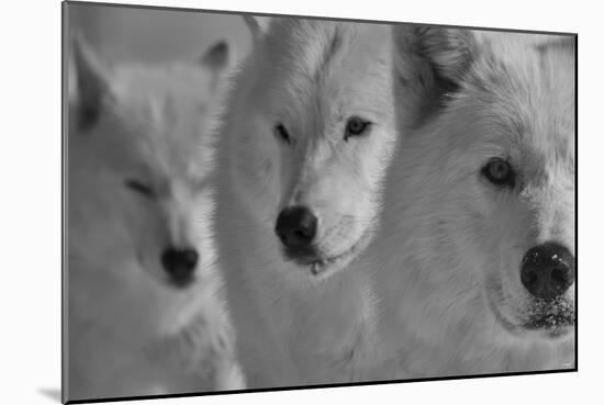 Wolves Three B&W-Gordon Semmens-Mounted Photographic Print