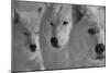 Wolves Three B&W-Gordon Semmens-Mounted Photographic Print