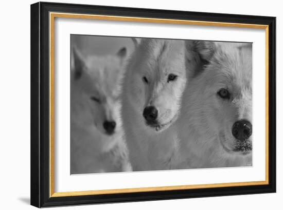 Wolves Three B&W-Gordon Semmens-Framed Photographic Print