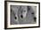 Wolves Three B&W-Gordon Semmens-Framed Photographic Print