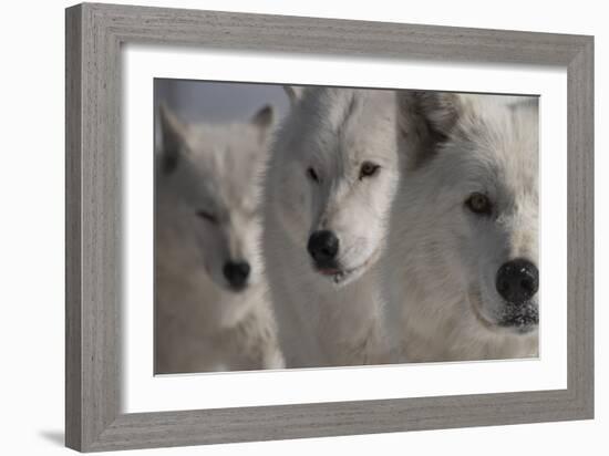 Wolves Three-Gordon Semmens-Framed Photographic Print