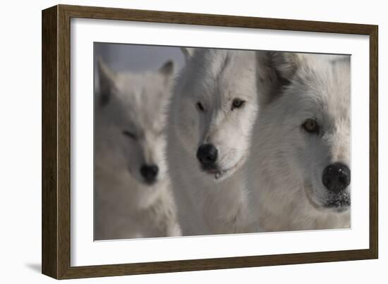 Wolves Three-Gordon Semmens-Framed Photographic Print