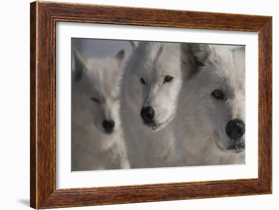 Wolves Three-Gordon Semmens-Framed Photographic Print