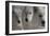 Wolves Three-Gordon Semmens-Framed Photographic Print