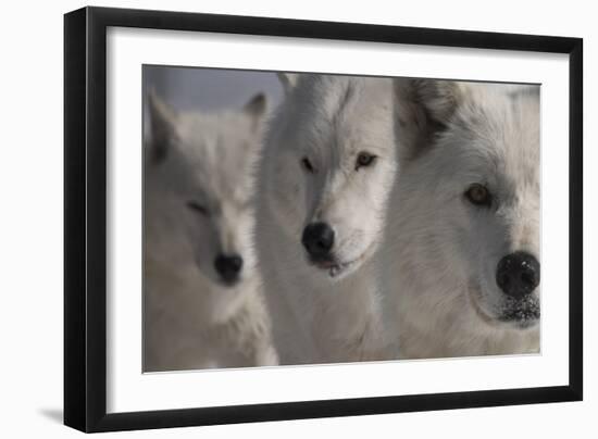 Wolves Three-Gordon Semmens-Framed Photographic Print