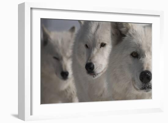 Wolves Three-Gordon Semmens-Framed Photographic Print