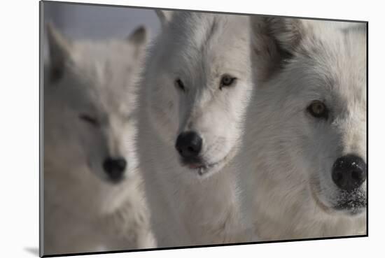 Wolves Three-Gordon Semmens-Mounted Photographic Print