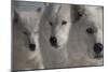 Wolves Three-Gordon Semmens-Mounted Photographic Print