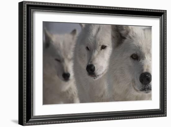 Wolves Three-Gordon Semmens-Framed Photographic Print