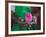 Woman and Chick Painted with Holy Color, Orissa, India-Keren Su-Framed Photographic Print