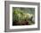 Woman at Tabacon Hot Springs near Arenal Volcano, Costa Rica-Stuart Westmoreland-Framed Photographic Print