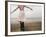 Woman Balancing on a Breakwater-null-Framed Photographic Print