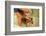 Woman Bathing Pet Beagle in the Bath Tub-DLILLC-Framed Photographic Print