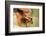 Woman Bathing Pet Beagle in the Bath Tub-DLILLC-Framed Photographic Print