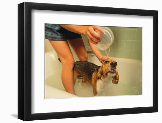 Woman Bathing Pet Beagle in the Bath Tub-DLILLC-Framed Photographic Print