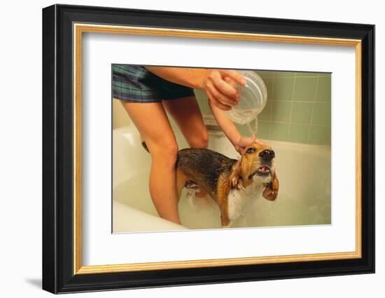 Woman Bathing Pet Beagle in the Bath Tub-DLILLC-Framed Photographic Print