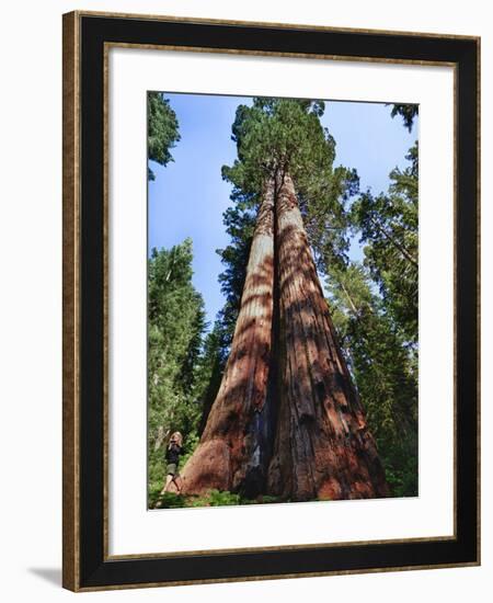 Woman by Sequoia, Yosemite National Park, California, USA-Mark Williford-Framed Photographic Print