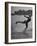 Woman Competing in the National Water Skiing Championship Tournament-Mark Kauffman-Framed Photographic Print