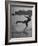 Woman Competing in the National Water Skiing Championship Tournament-Mark Kauffman-Framed Photographic Print