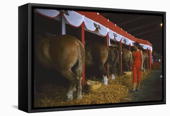 Woman Dressed in Red Walking Past Stalls of Clydesdale Horses at the Iowa State Fair, 1955-John Dominis-Framed Premier Image Canvas