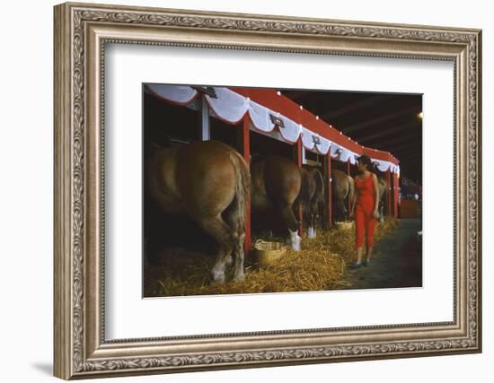 Woman Dressed in Red Walking Past Stalls of Clydesdale Horses at the Iowa State Fair, 1955-John Dominis-Framed Photographic Print