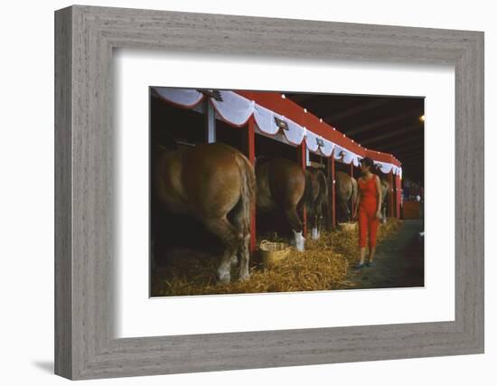 Woman Dressed in Red Walking Past Stalls of Clydesdale Horses at the Iowa State Fair, 1955-John Dominis-Framed Photographic Print