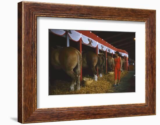 Woman Dressed in Red Walking Past Stalls of Clydesdale Horses at the Iowa State Fair, 1955-John Dominis-Framed Photographic Print