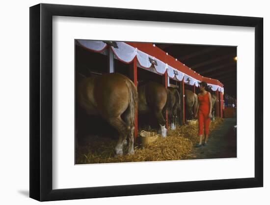 Woman Dressed in Red Walking Past Stalls of Clydesdale Horses at the Iowa State Fair, 1955-John Dominis-Framed Photographic Print