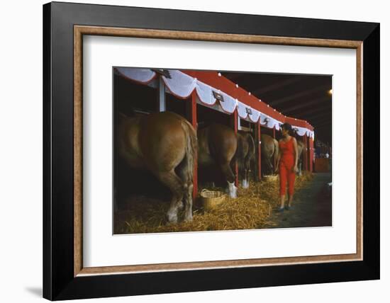 Woman Dressed in Red Walking Past Stalls of Clydesdale Horses at the Iowa State Fair, 1955-John Dominis-Framed Photographic Print