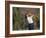 Woman Golfer in Action-Chris Trotman-Framed Photographic Print