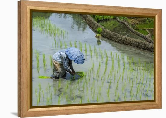 Woman Harvesting, Rice Terraces of Banaue, Northern Luzon, Philippines, Southeast Asia, Asia-Michael Runkel-Framed Premier Image Canvas