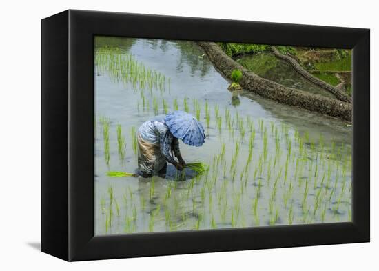 Woman Harvesting, Rice Terraces of Banaue, Northern Luzon, Philippines, Southeast Asia, Asia-Michael Runkel-Framed Premier Image Canvas