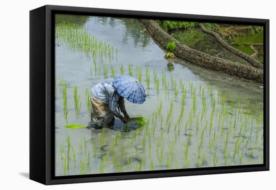 Woman Harvesting, Rice Terraces of Banaue, Northern Luzon, Philippines, Southeast Asia, Asia-Michael Runkel-Framed Premier Image Canvas