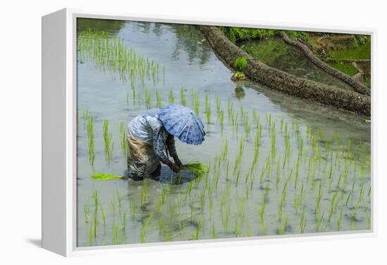 Woman Harvesting, Rice Terraces of Banaue, Northern Luzon, Philippines, Southeast Asia, Asia-Michael Runkel-Framed Premier Image Canvas