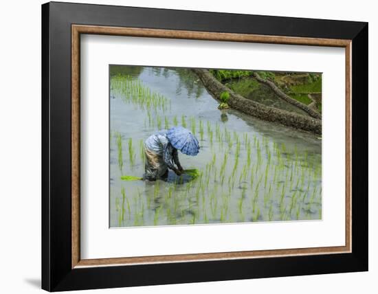 Woman Harvesting, Rice Terraces of Banaue, Northern Luzon, Philippines, Southeast Asia, Asia-Michael Runkel-Framed Photographic Print