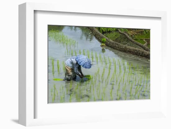 Woman Harvesting, Rice Terraces of Banaue, Northern Luzon, Philippines, Southeast Asia, Asia-Michael Runkel-Framed Photographic Print