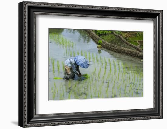 Woman Harvesting, Rice Terraces of Banaue, Northern Luzon, Philippines, Southeast Asia, Asia-Michael Runkel-Framed Photographic Print