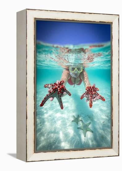 Woman holding two red starfish snorkeling in the turquoise sea in summer, Zanzibar, Tanzania-Roberto Moiola-Framed Premier Image Canvas