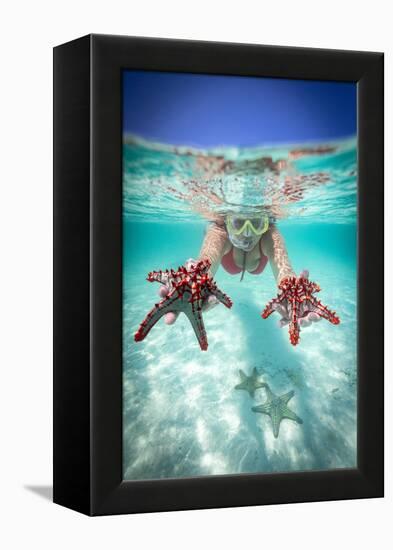 Woman holding two red starfish snorkeling in the turquoise sea in summer, Zanzibar, Tanzania-Roberto Moiola-Framed Premier Image Canvas