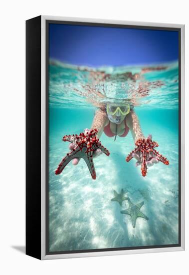 Woman holding two red starfish snorkeling in the turquoise sea in summer, Zanzibar, Tanzania-Roberto Moiola-Framed Premier Image Canvas