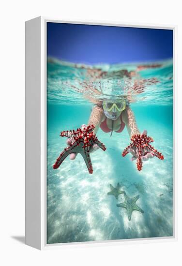 Woman holding two red starfish snorkeling in the turquoise sea in summer, Zanzibar, Tanzania-Roberto Moiola-Framed Premier Image Canvas