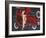 Woman in Red-Miguel Garigliano-Framed Giclee Print