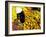 Woman in Straw Hat and Flowers, Mekong Delta, Vietnam-Bill Bachmann-Framed Photographic Print