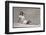 Woman in White Shirt and Shorts-Bettmann-Framed Photographic Print