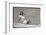 Woman in White Shirt and Shorts-Bettmann-Framed Photographic Print