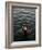 Woman Pouring Water During Morning Puja on Ganges, Varanasi, India-Anthony Plummer-Framed Photographic Print