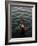 Woman Pouring Water During Morning Puja on Ganges, Varanasi, India-Anthony Plummer-Framed Photographic Print