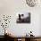 Woman Pouring Water Over Flowers on an Altar as a Religious Ritual, Varanasi, India-Eitan Simanor-Photographic Print displayed on a wall