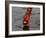 Woman Praying on the Banks of the River Ganges Fills Water into a Copper Vessel for a Ritual-null-Framed Photographic Print